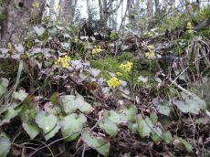 Epimedium-colchicum_Цанык_стация